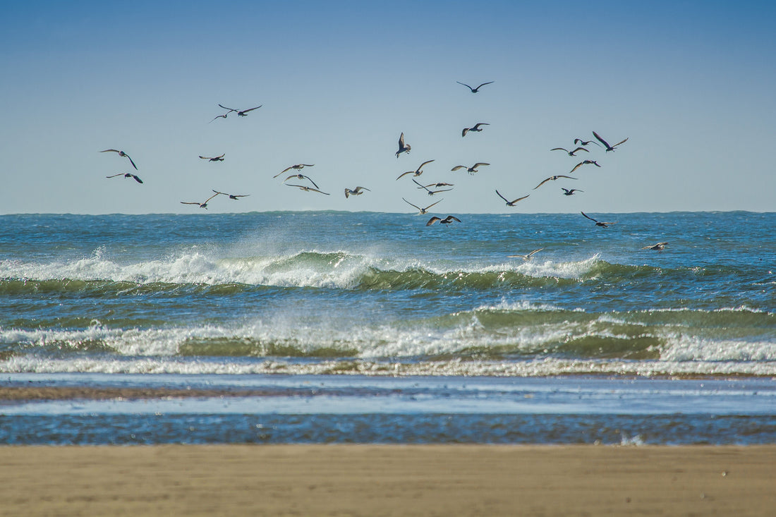 Gulls flying low over breaking waves on a wide, empty sandy beach under a clear sky