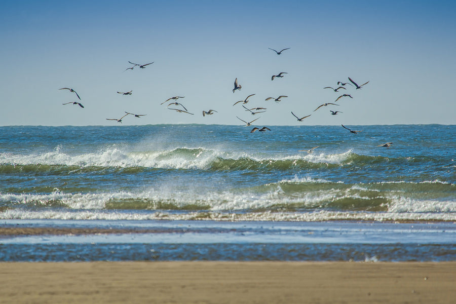 Gulls flying low over breaking waves on a wide, empty sandy beach under a clear sky