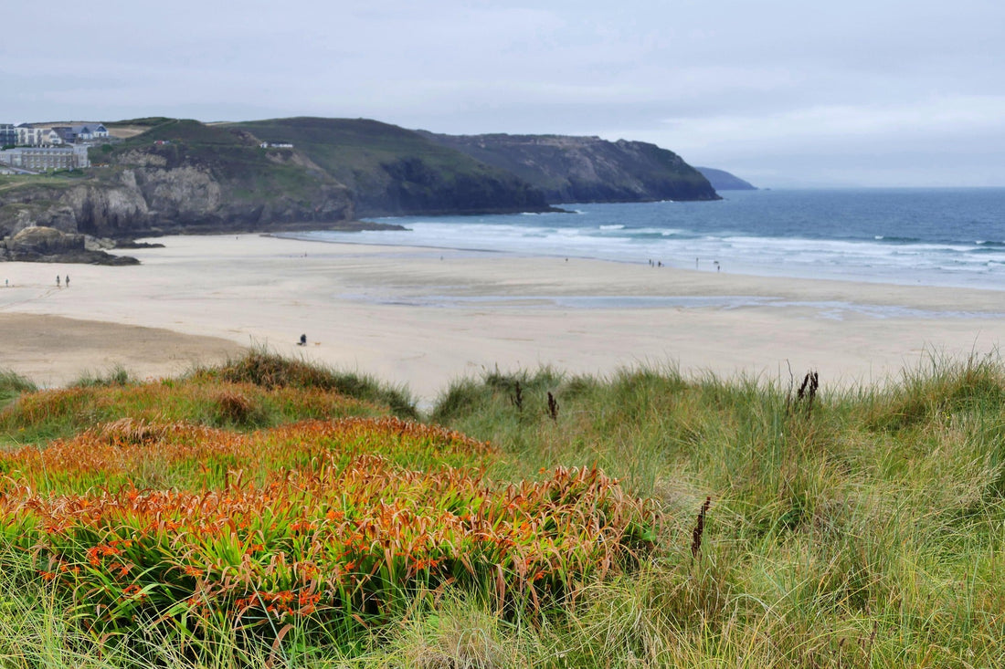 Perranporth beach on the north Cornwall coast, with dunes and orange crocosmia in the foreground and a headland beyond the wide sand