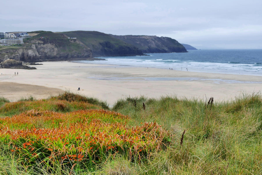 Perranporth beach on the north Cornwall coast, with dunes and orange crocosmia in the foreground and a headland beyond the wide sand